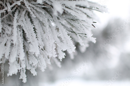 Snow Branch 2.0