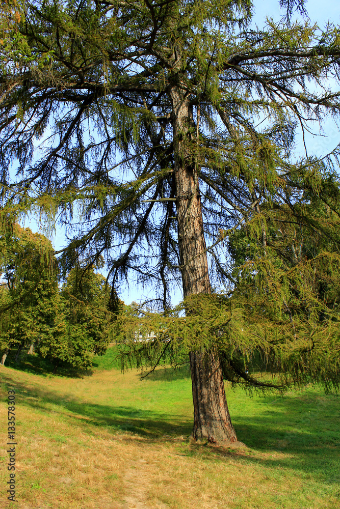 big Sequoia sempervirens in Kachanivka park
