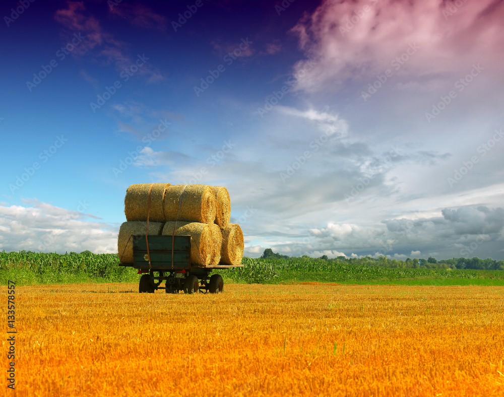 Obraz premium Tractor collecting straw bales