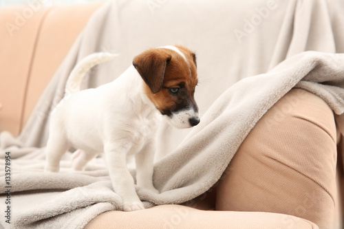 Cute little puppy on sofa at home