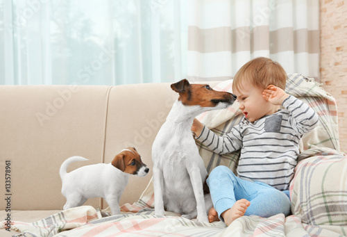 Cute little boy with dogs o...