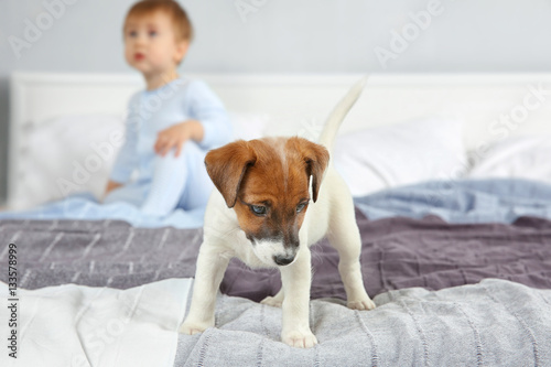 Cute funny puppy on bed at ...