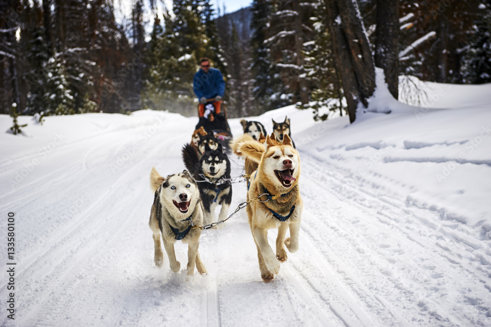 Fotografie dog sledding in the mountains