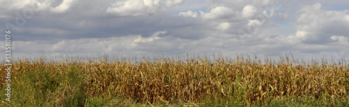 Agricultural field on which the green corn grows