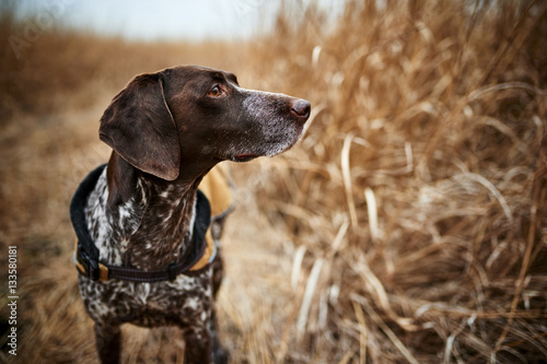 a beautiful hunting dog out in the field
