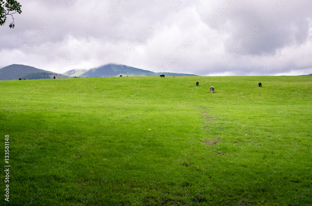 Meadow with Sheep Grazing under Cloudy Sky