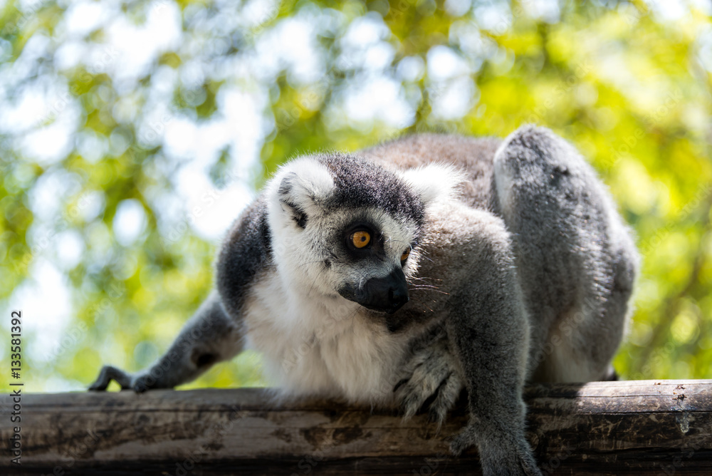 Obraz premium Lemur at Hay Park in Kiryat Motzkin, Israel
