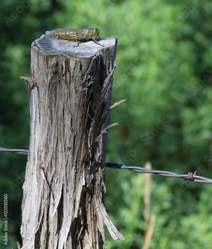 Grasshopper on top of fence post with barbed wire fencing.