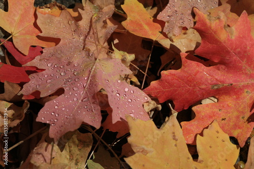Yellow and orange leaves covered in raindrops.