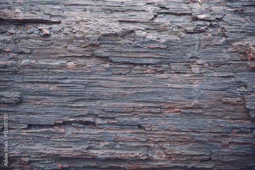 texture of petrified wood. old wood background