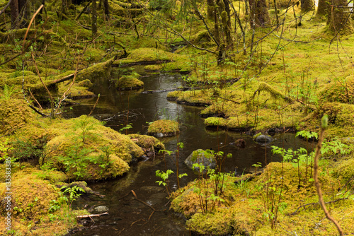 Fototapeta Naklejka Na Ścianę i Meble -  Creek in the Rain Forest
