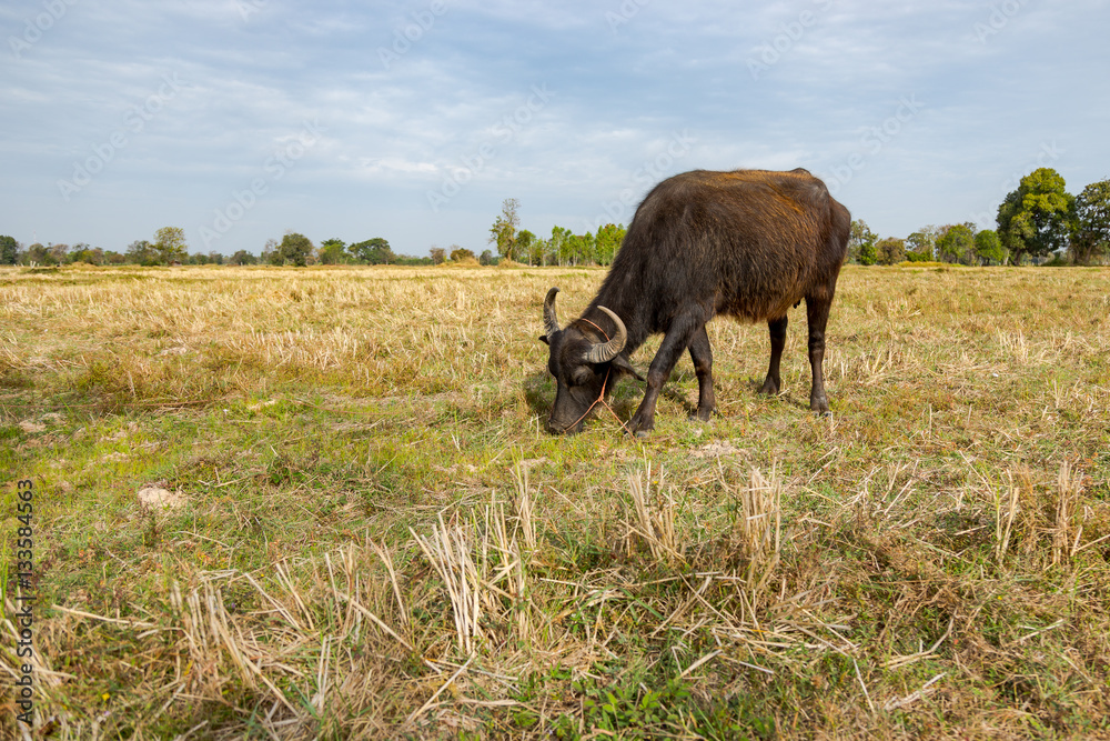 Buffalo and Cow eating grass in the field