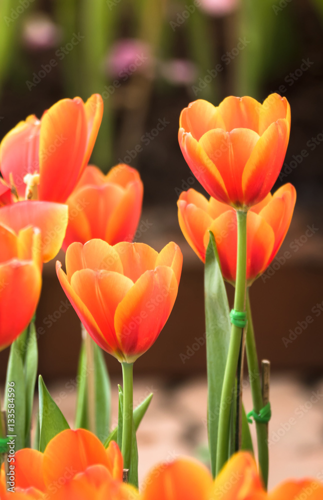 Tulip. Beautiful bouquet of tulips. colorful tulips.