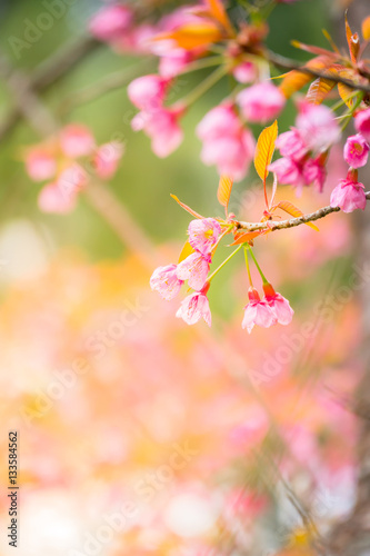 Sakura flowers blooming blossom in Chiang Mai  Thailand
