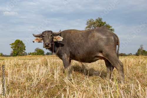 Buffalo and Cow eating grass in the field