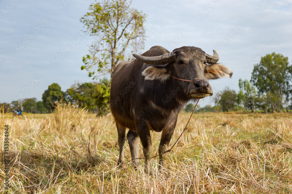 Buffalo and Cow eating grass in the field Buffalo and Cow eating grass in the field