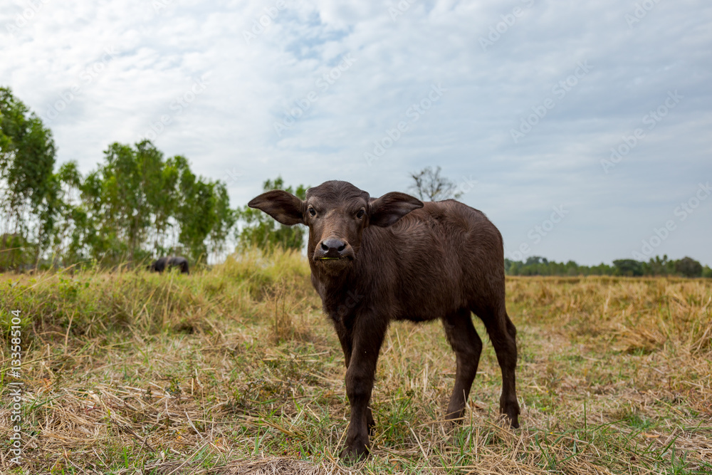 Obraz premium Buffalo and Cow eating grass in the field