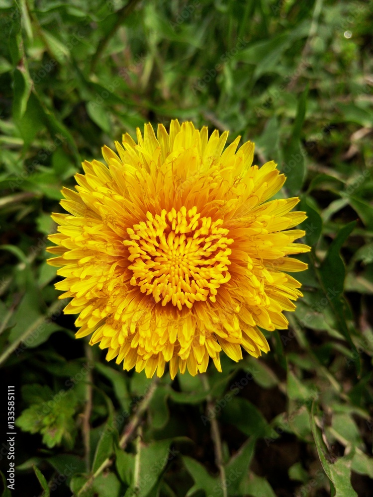 dandelion dandelion