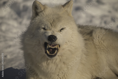 Billede på lærred Arctic wolf growling