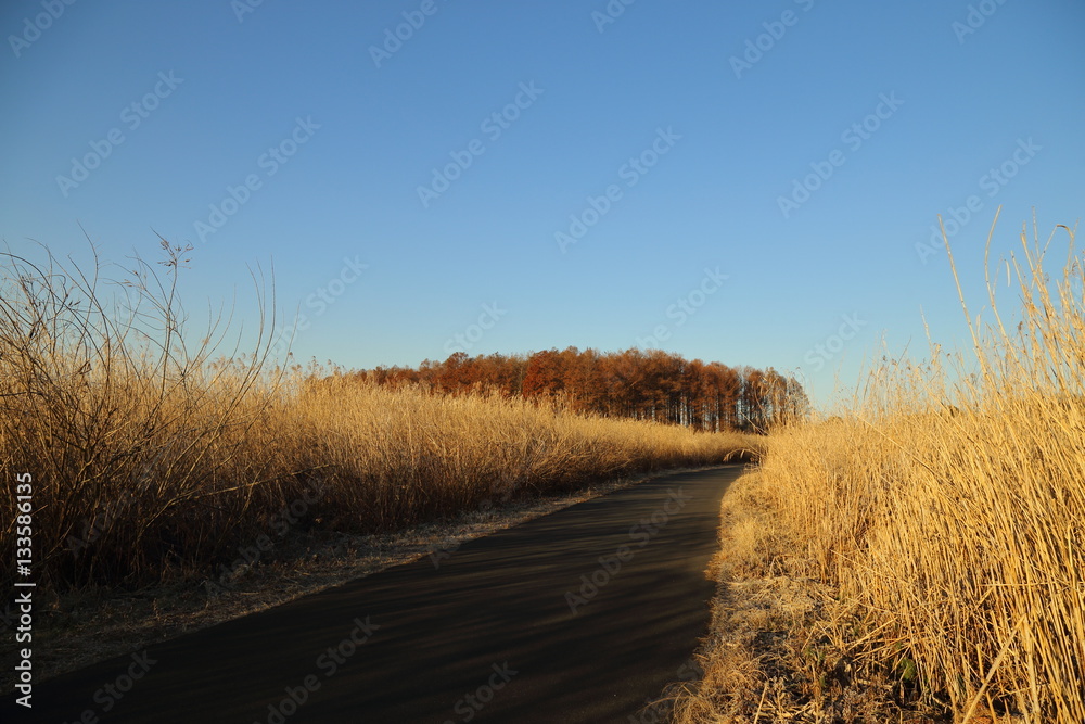 Fototapeta premium 渡良瀬遊水地の防風林 / A windbreak forest in Watarase Yusuichi ( Watarase Pond )