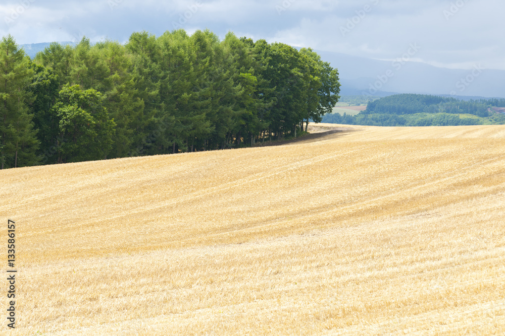 小麦畑と丘