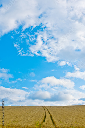 広大な小麦畑 Stock Photo Adobe Stock