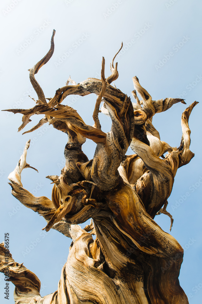 Twisted bristlecone pine tree in California's White Mountains Stock ...