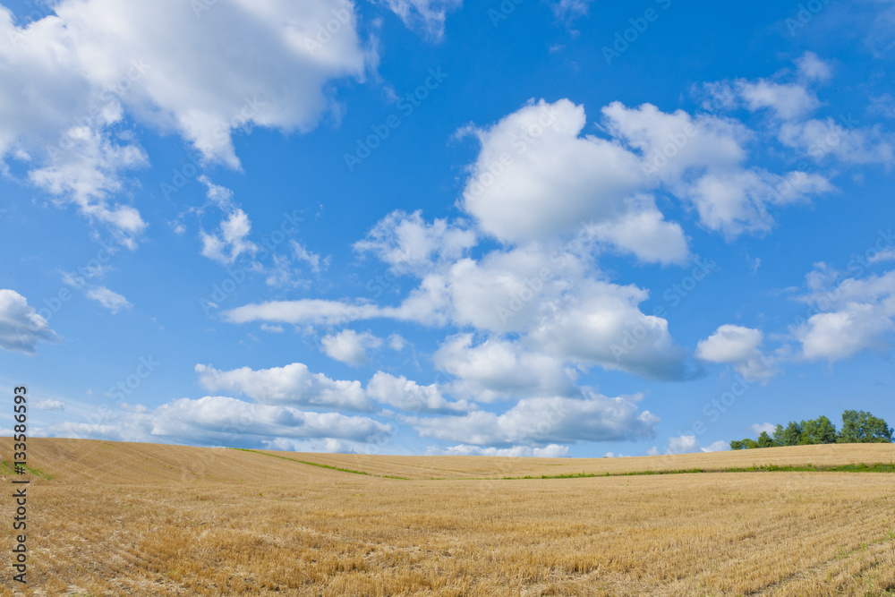 小麦畑と青空