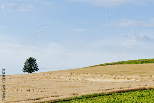 Fototapeta Naklejka Na Ścianę i Meble -  丘のある田園風景