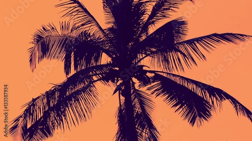 Artistic Palm Tree Silhouettes Moving Smoothly on Orange Background