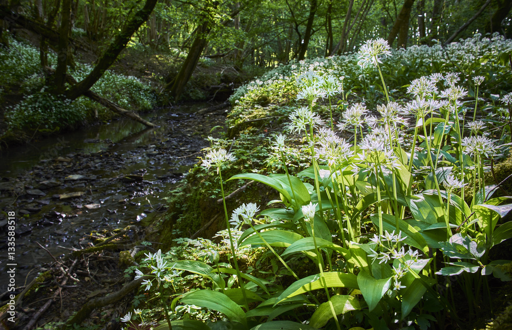 Fototapeta premium ancient woodland with stream and Ramsons or Fools Garlic