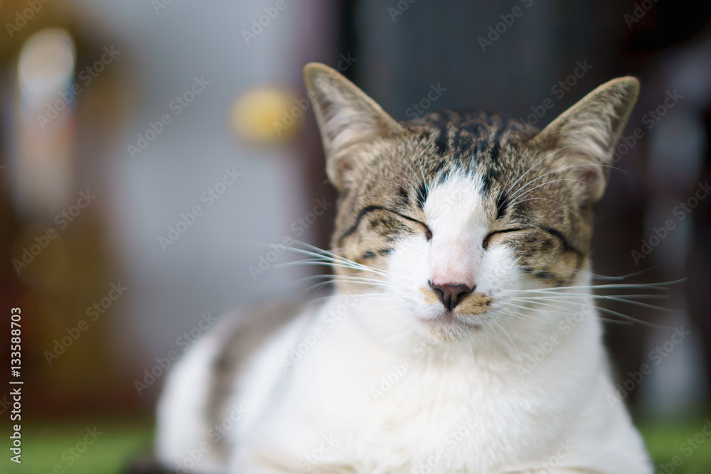 Smiling sleepy cat