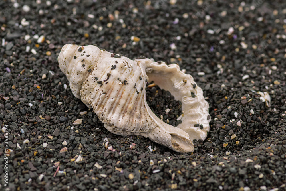 shell polished by waves on a rocky beach
