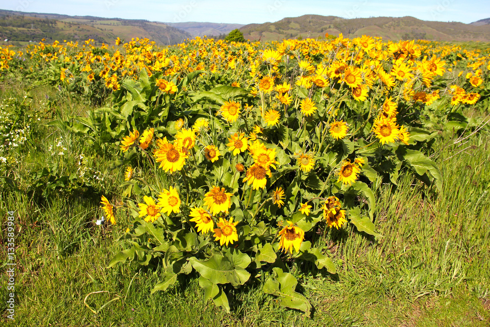 Obraz premium Rowena Flowers In Spring