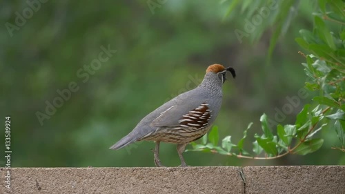 Gambel's Quail Adult Male Part 1 of 2