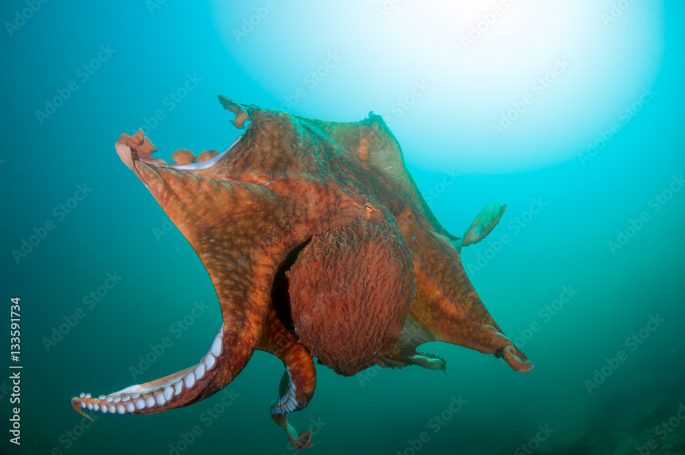 Obraz premium Flight of giant octopus