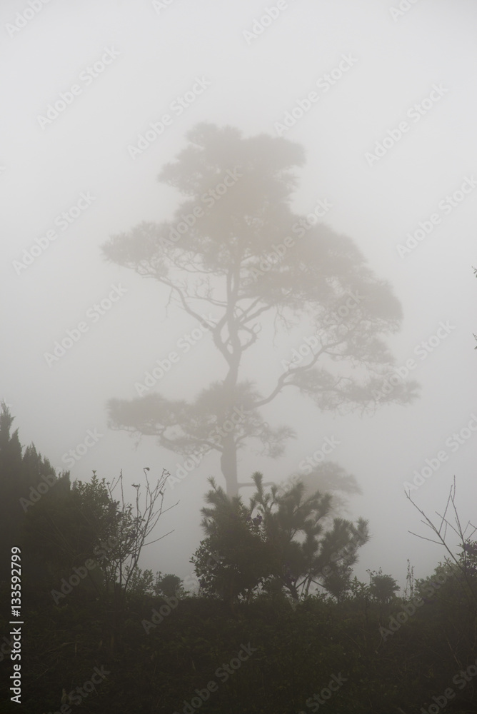 Fototapeta premium Tree in Fog