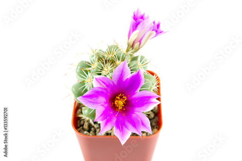 Wallpaper Mural cactus in brown pot with purple flowers on white background Torontodigital.ca