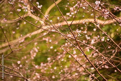 新春の山桜