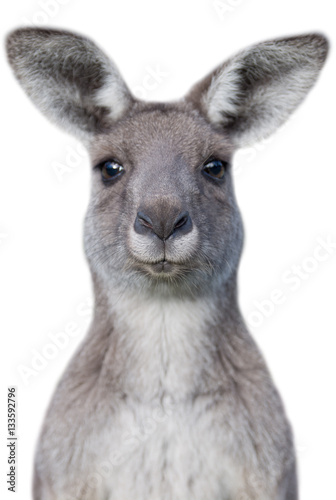 Young curious kangaroo with white background