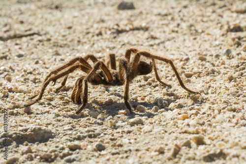 Tarantula in Death Valley, CA