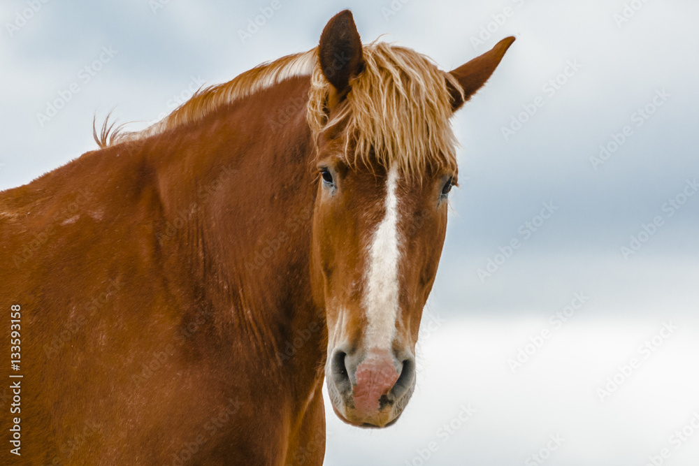 Fototapeta premium Horse Headshot
