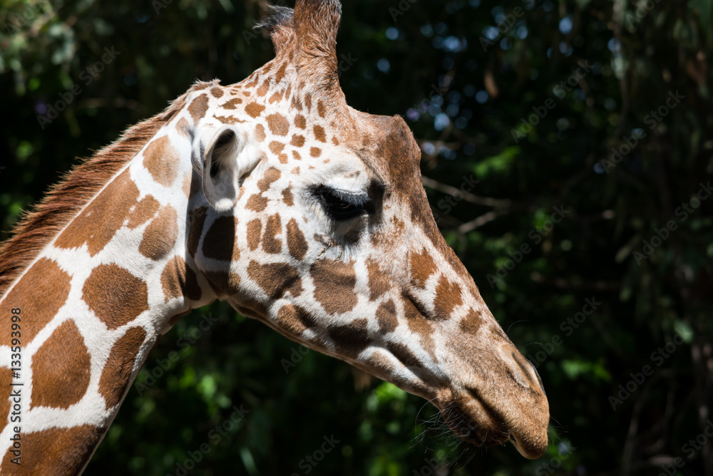 Visit to Safari Ramat Gan