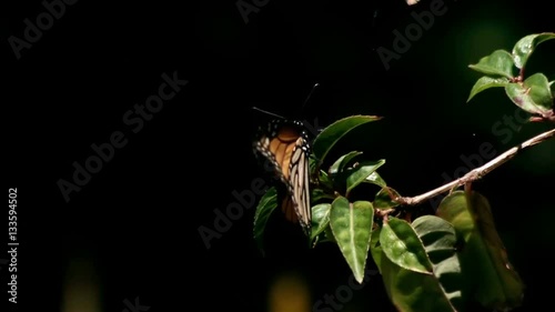 Monarch Butterfly Flies Off from Plant in Super Slow Motion