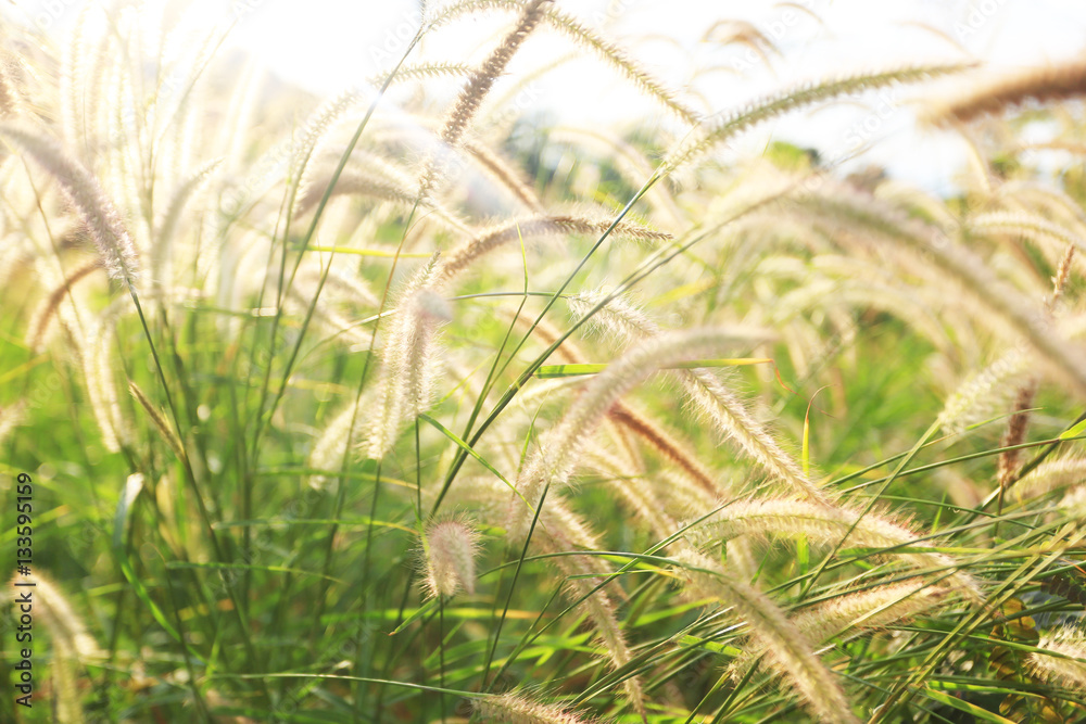 grass grass