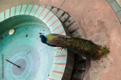 Blue and green male peacock Pavo muticus photo