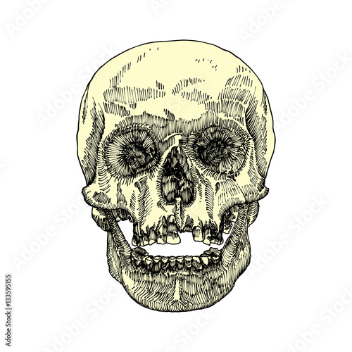 Anatomic skull with open mouth or jaw, weathered and museum quality, detailed hand drawn illustration. Vector Art. 