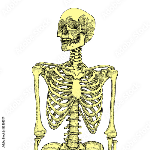 Hand drawn anatomical medical human ribcage with skull. On white background. Designed for t-shirt print. Vector illustration.