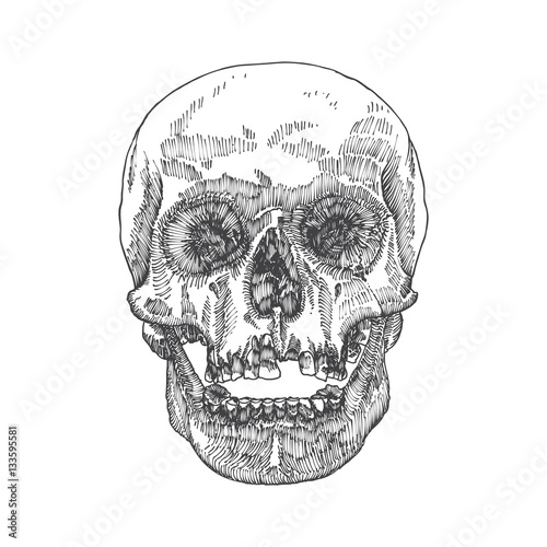 Anatomic skull with open mouth or jaw, weathered and museum quality, detailed hand drawn illustration. Vector Art. 