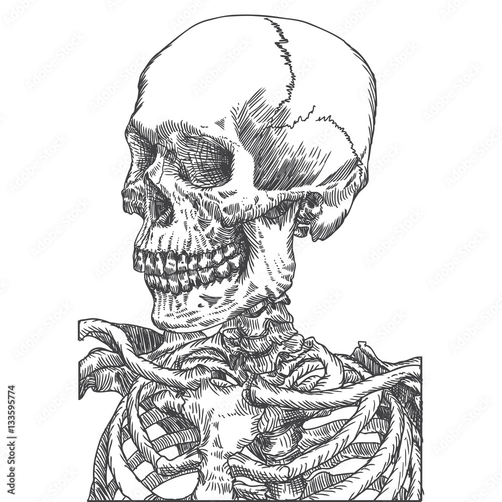 Anatomic skull, weathered and museum quality, detailed hand drawn illustration. Vector Art. Anatomic skull, weathered and museum quality, detailed hand drawn illustration. Vector Art.
